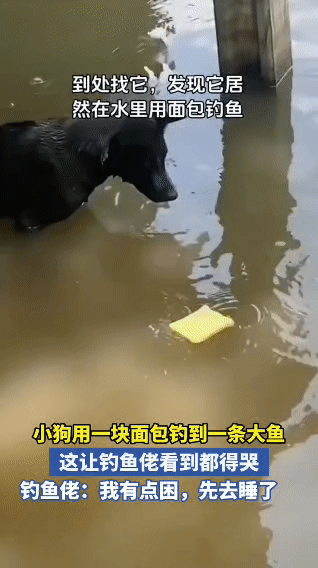 破防了！狗都比我会钓鱼。

看到这视频后，我真的破防了。

主人到处找自家的黑狗