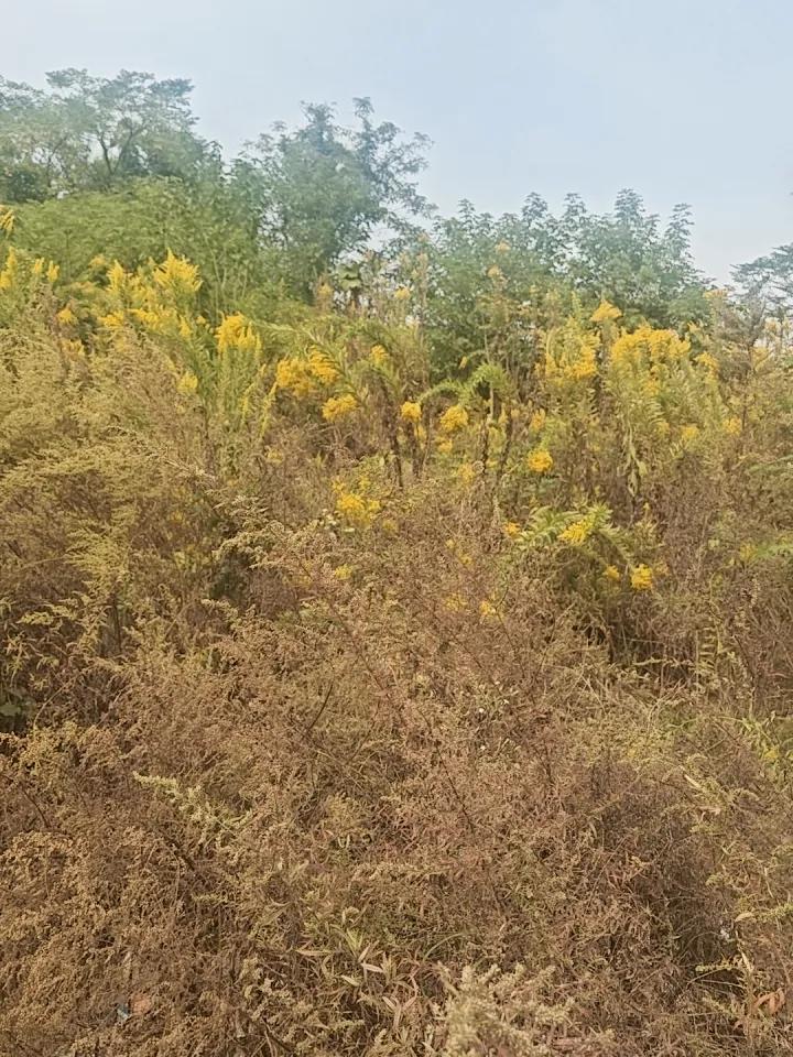 秋天来了，谁记得那个冬天的泪呢？
没有人会记得，痛苦都在时间里冲刷！