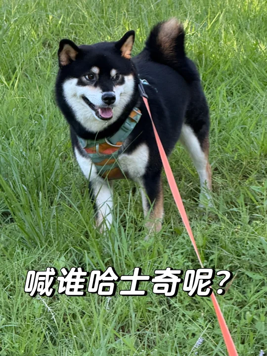 路过的小孩哥大喊：好胖的哈士奇