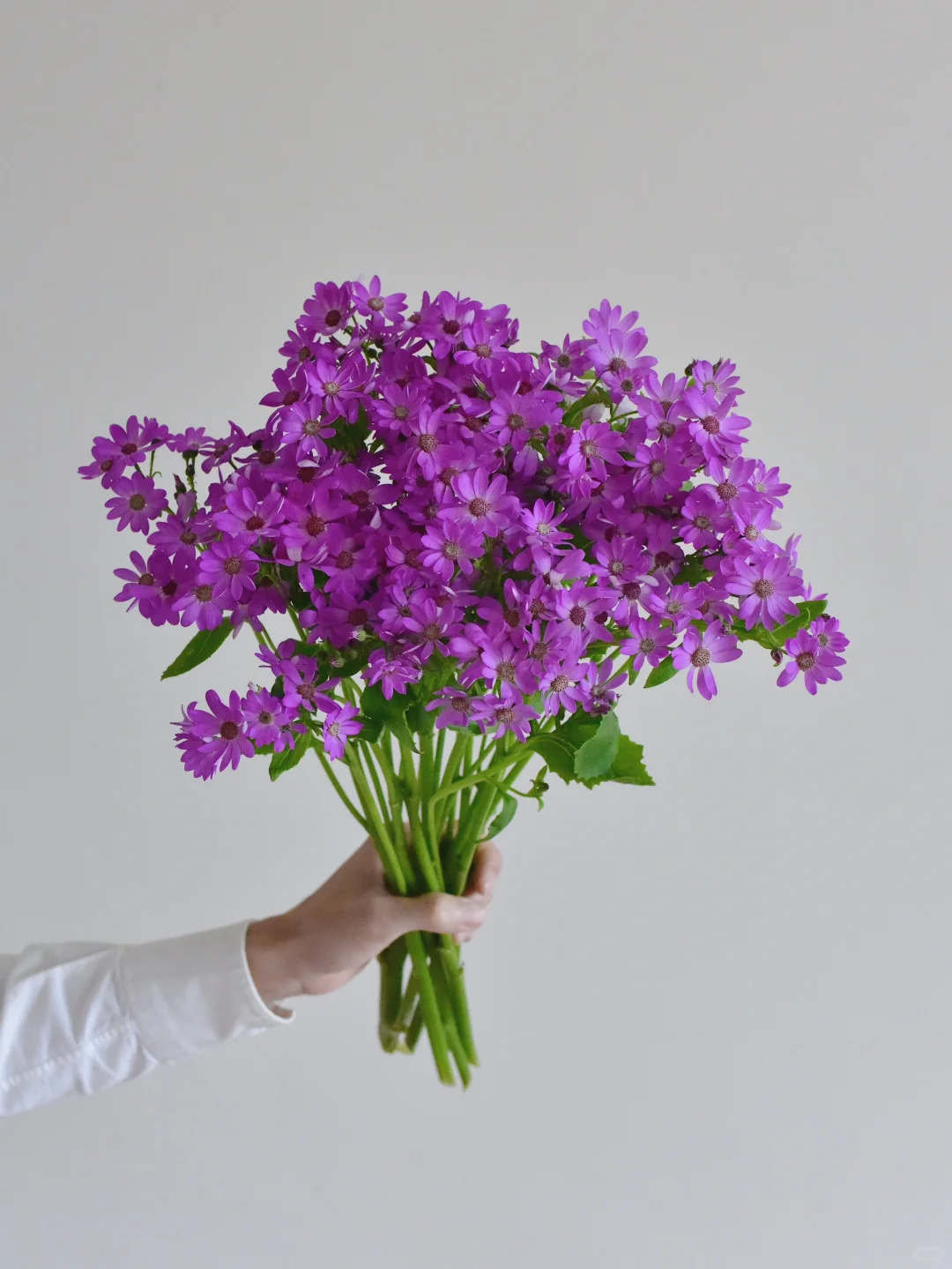 荷兰瓜叶菊·Cinderella