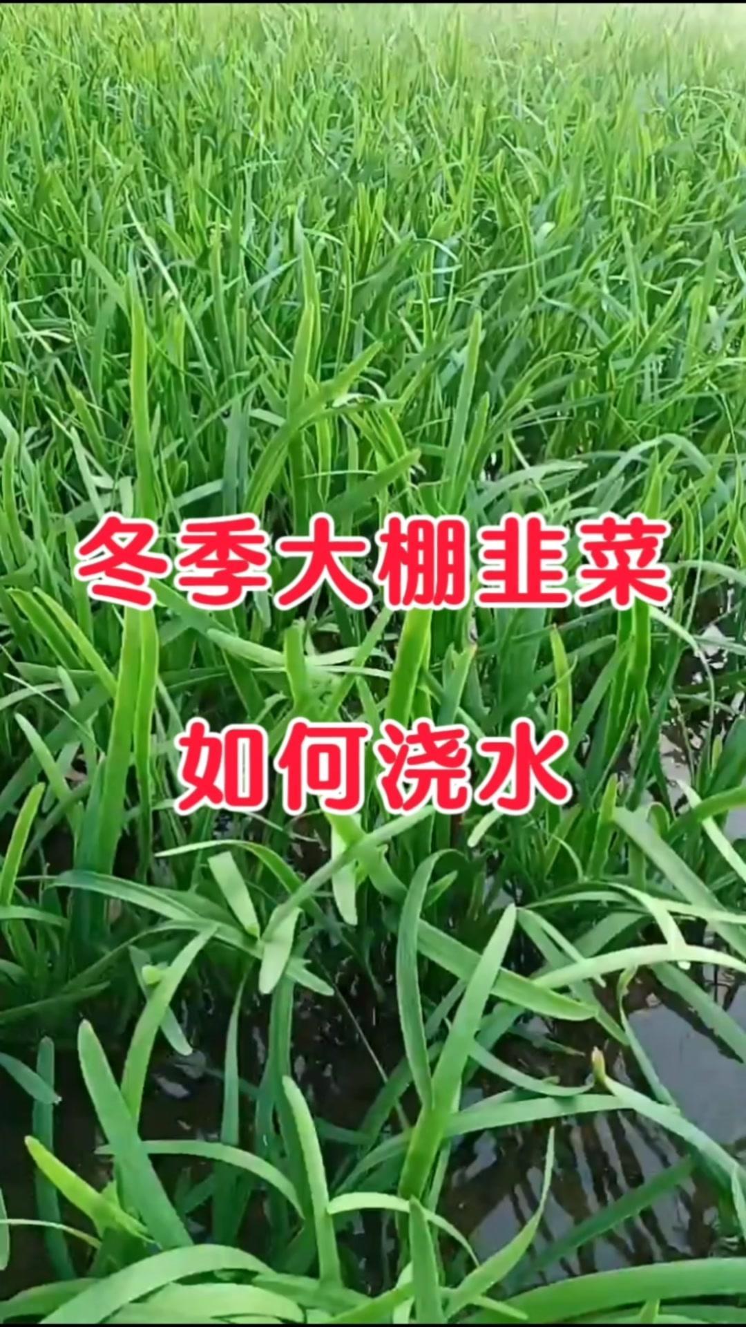 ✨想要棚栽韭菜长势良好，需要保持好温度和湿度的平衡，如何浇水就显得尤为重要。
1