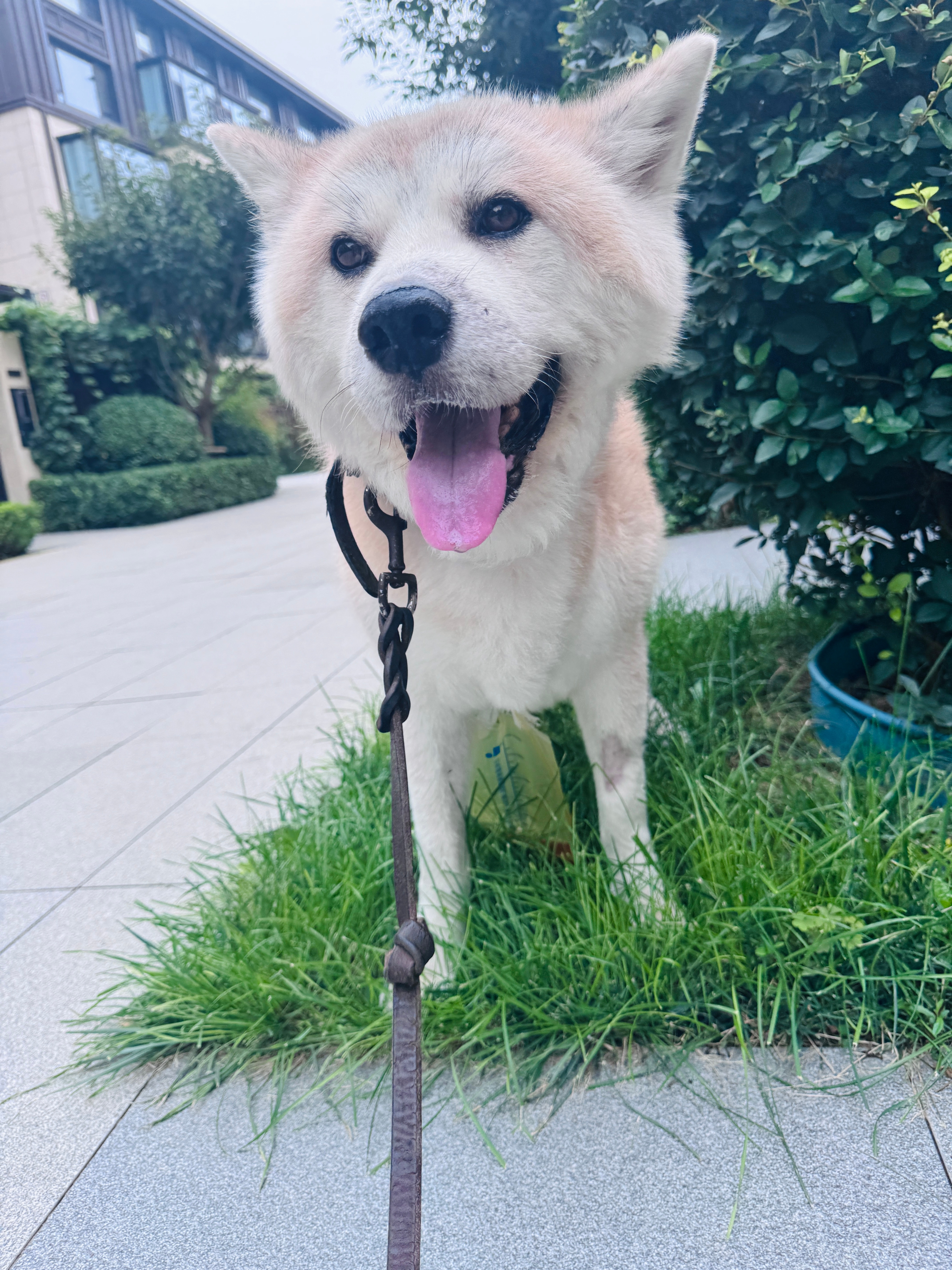 前一秒还笑得这么灿烂，后一秒就体力不支趴草丛里了。 ​​​