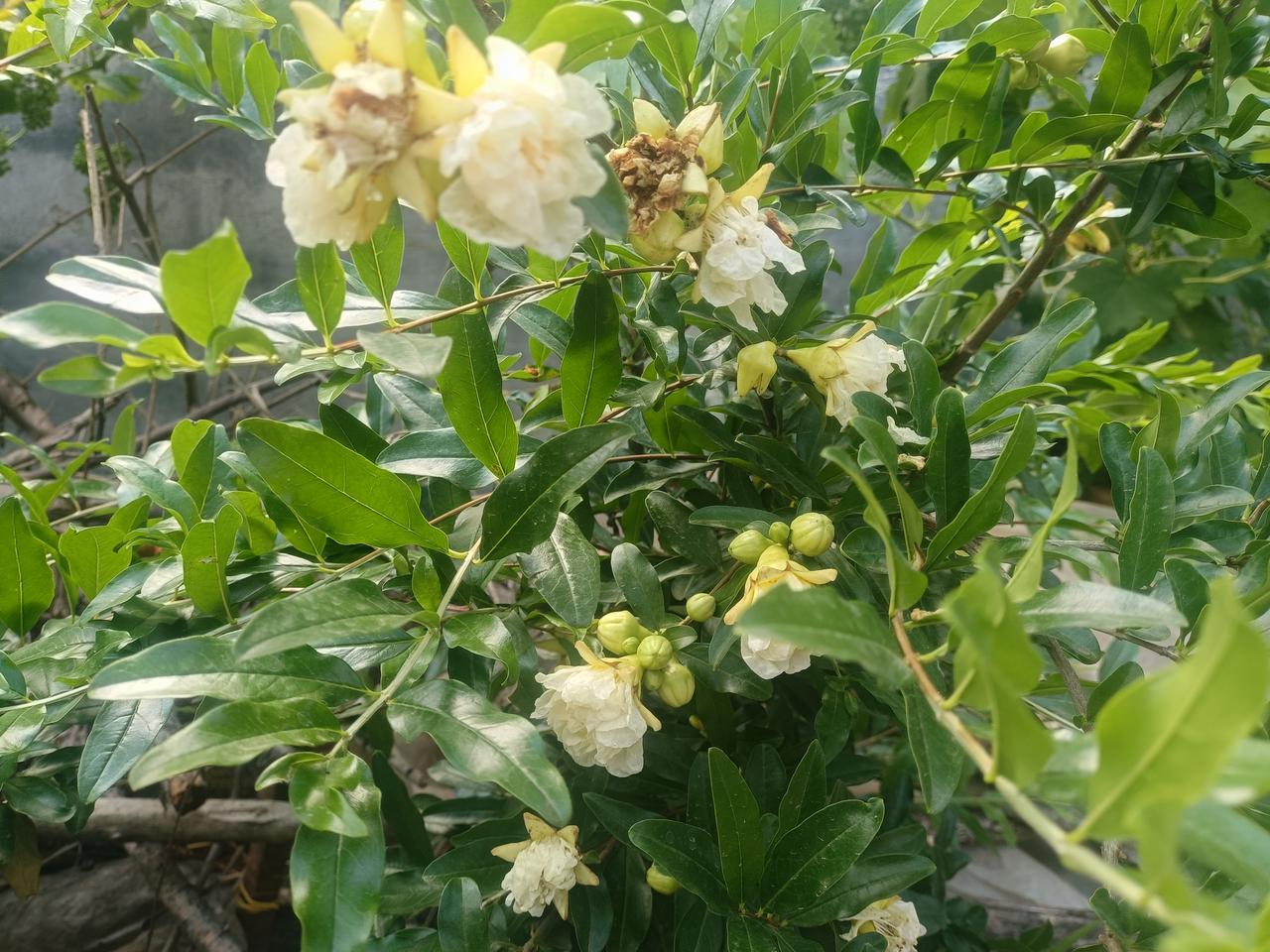 练形意拳的人，
身体就是一条大枪杆子，
你要把他练的越来越柔韧有弹性有力量，
所