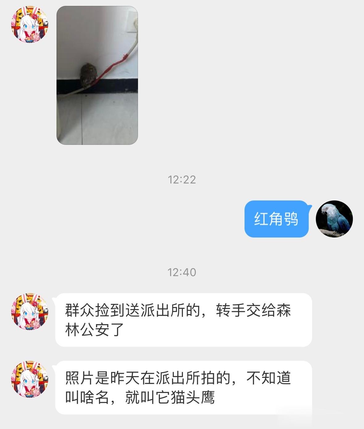 #鸟粉投稿# 群众捡到的一只【红角鸮】🦉头身比例五五开 找不到脖子！ ​​​