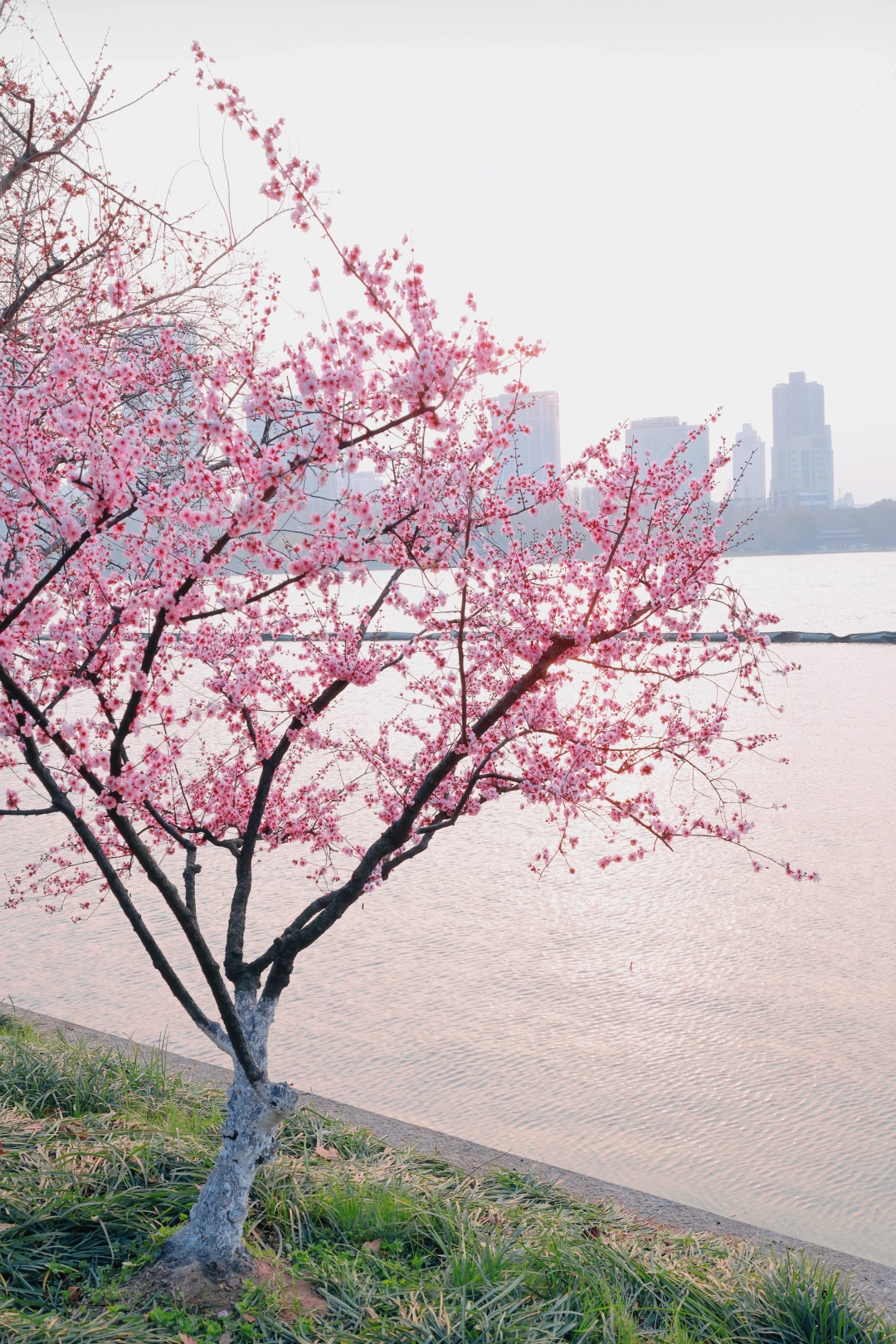 玄武湖的春天是一个巨大的能量场🌸🍃
