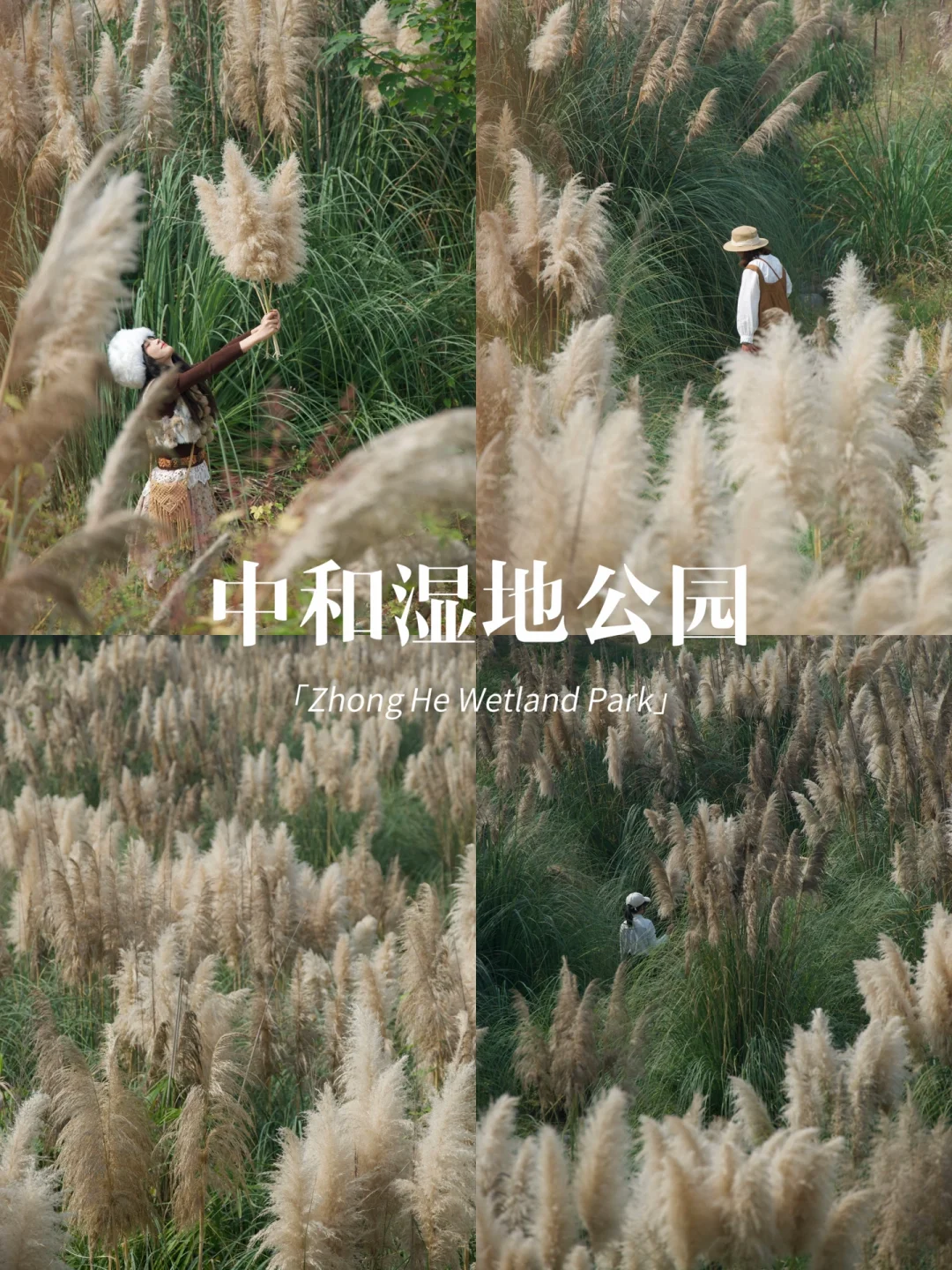 右滑入秋➡️寻觅成都的芳草萋萋，蒹葭苍苍🍁