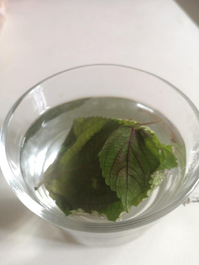 #每天一味中草药# 紫苏叶辛香温。散风寒发汗，通血痹。八分至一钱半。是代替麻黄的