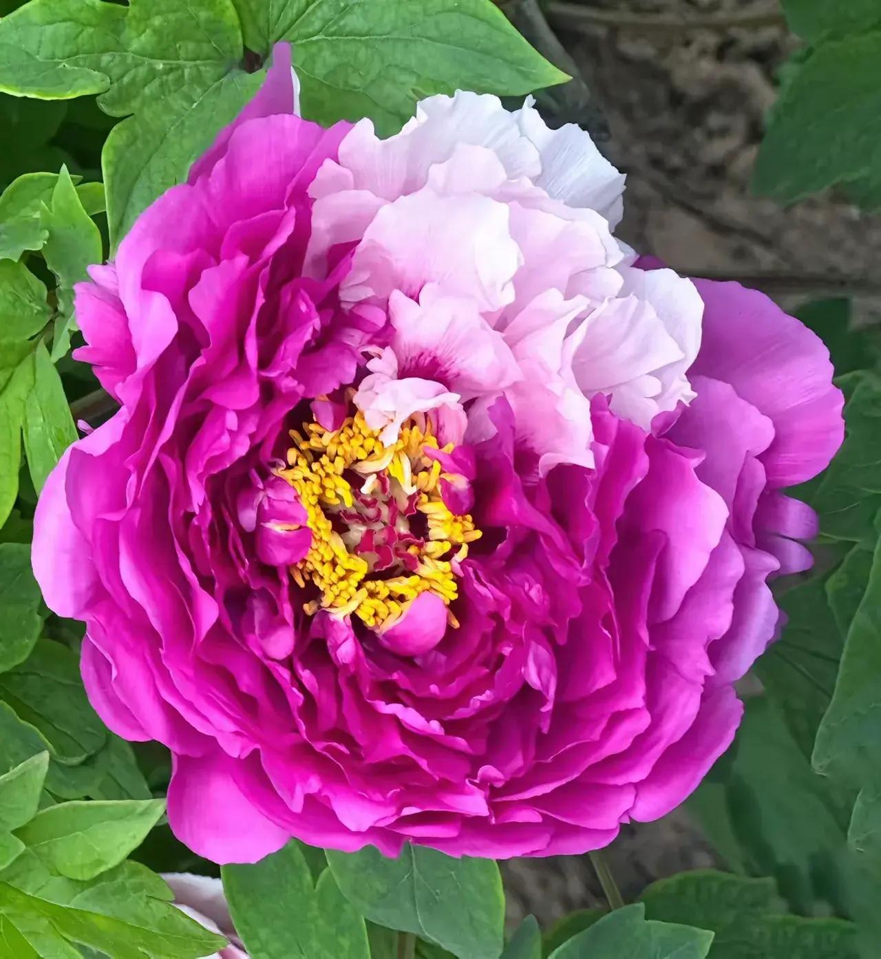 ☀️[太阳]早安呀各位朋友[太阳]
[彩虹][彩虹]吉祥如意常相伴[彩虹][彩虹