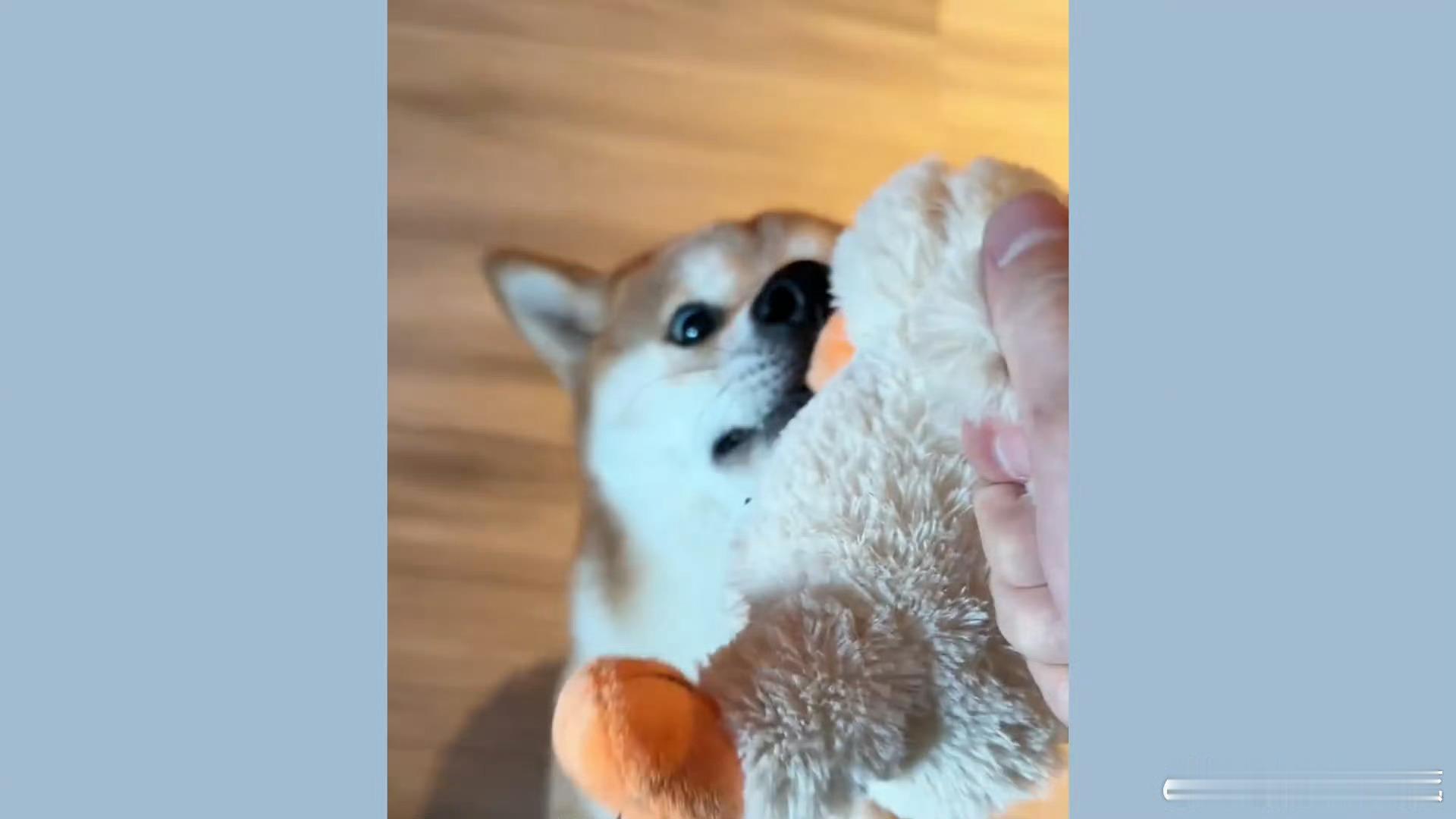 张真源回归黑发张真源呼安亲子互动 黑发源和呼安大王的暖心亲子时刻 