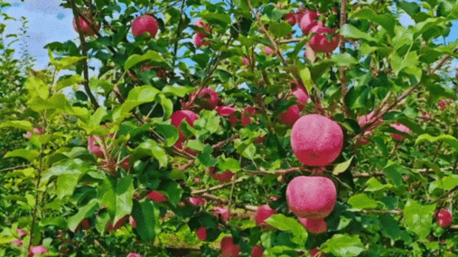 大漠版植此青绿他们一锹一锹逼退20公里沙漠 治沙英雄王有德，用一生书写毛乌素传奇