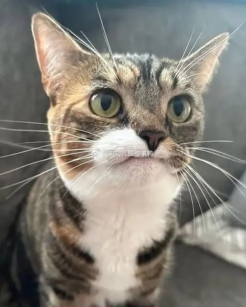 还🈶这种猫，怪可爱滴～🤭🤭 