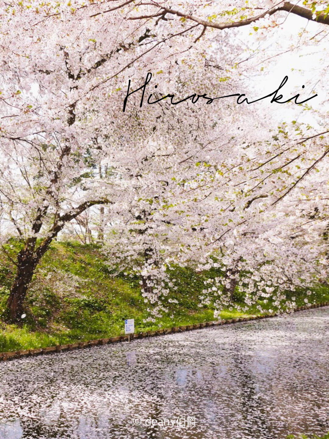 日本青森🌸你可以永远相信弘前的樱花