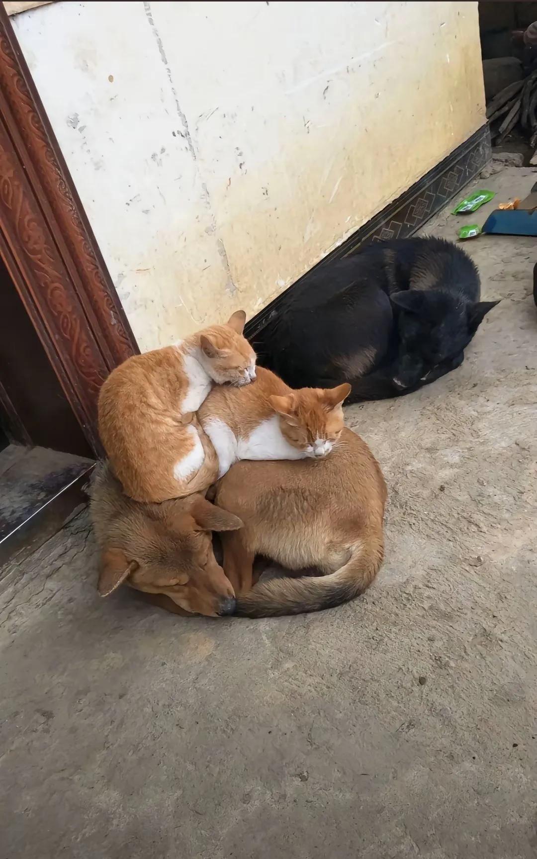 这只狗不累吗？