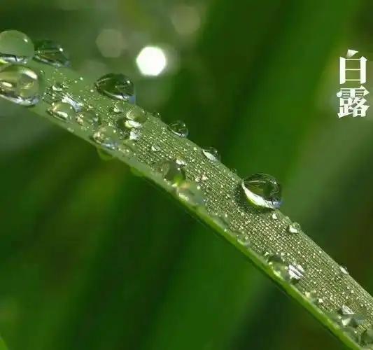 明天夜里22点41分
就要迎来白露节气。
 
很多人以为白露一到，就该秋风萧瑟、
