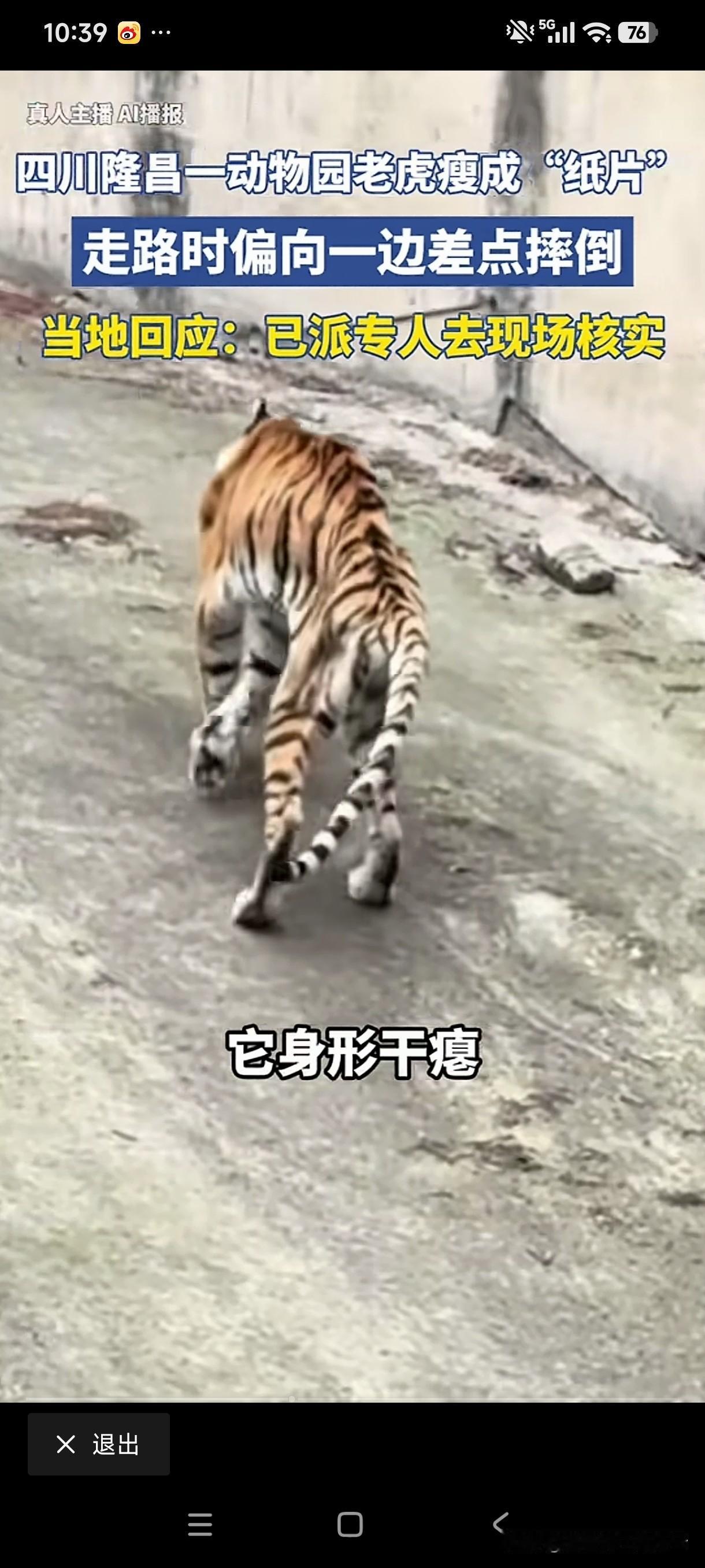 四川一动物园的老虎真的被饿成了“纸片”一样的纸老虎了，全身皮包骨，走路颤颤巍巍的