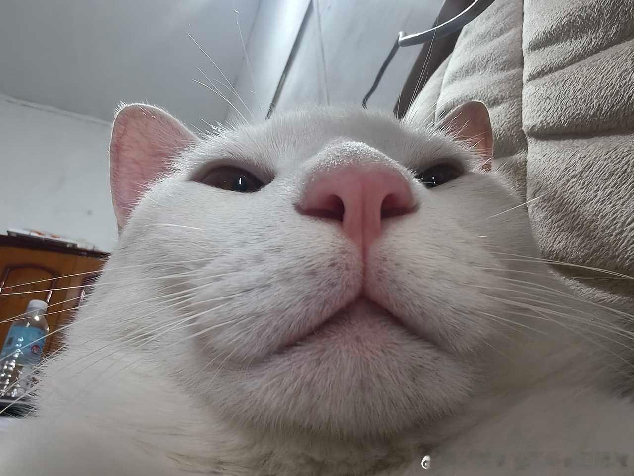 49136【丑猫】以为拍了萌萌的照片 