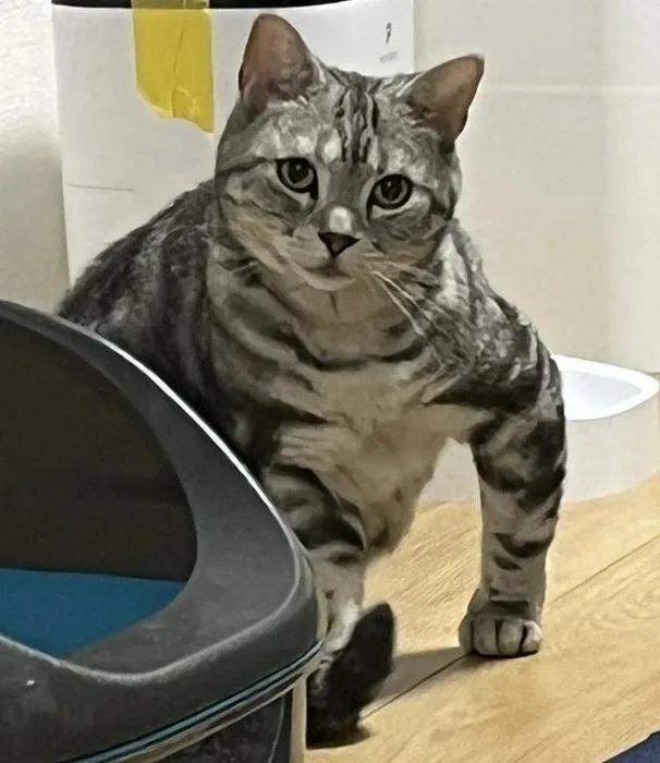 养猫后，家里却变干净，装了监控才发现，猫每天都在做家务！