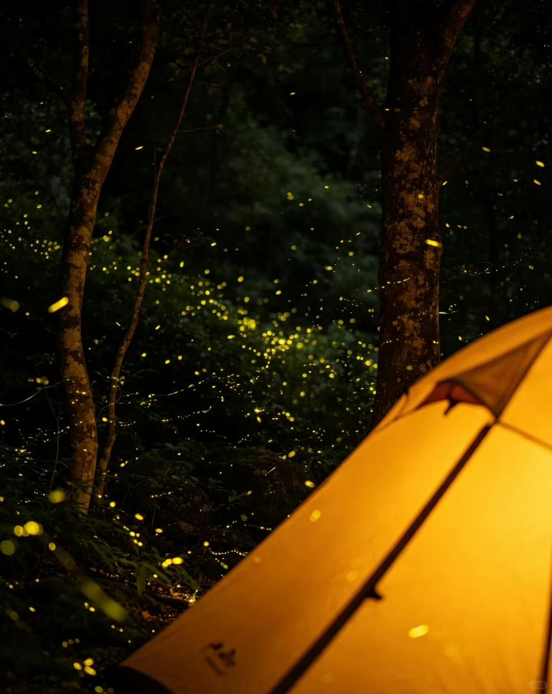【闽侯·大湖乡岭头村】

夜色轻笼山野，点点流萤宛若繁星散落林间。数万只萤火虫自