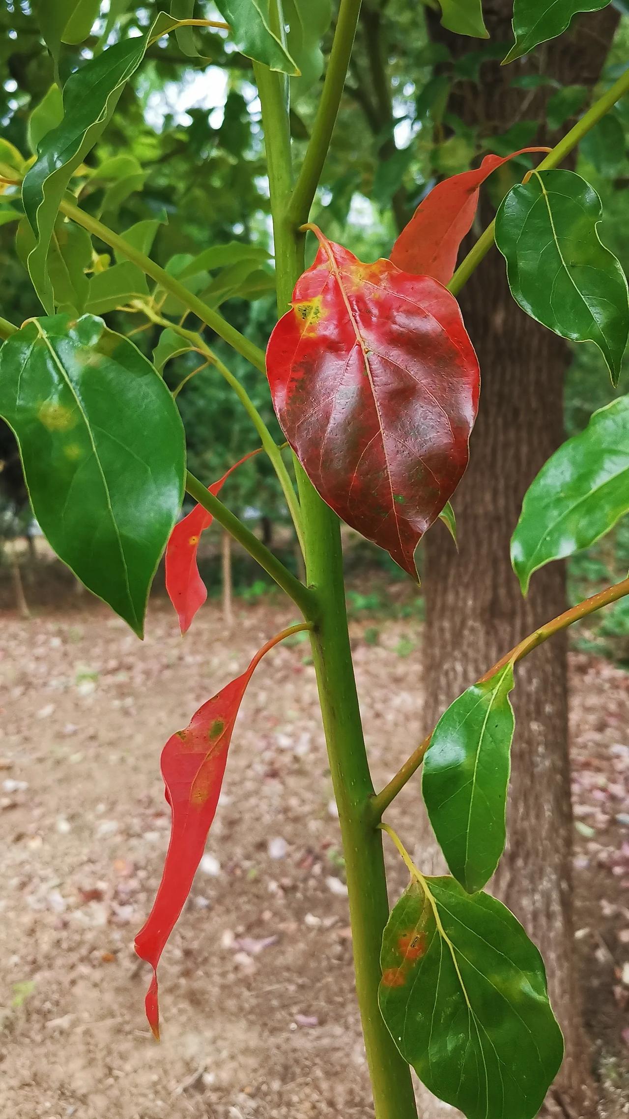 这不就是樟树吗？咋也变出了这么漂亮的红叶！看来真是秋天已至，秋意正浓，秋色尽染啊