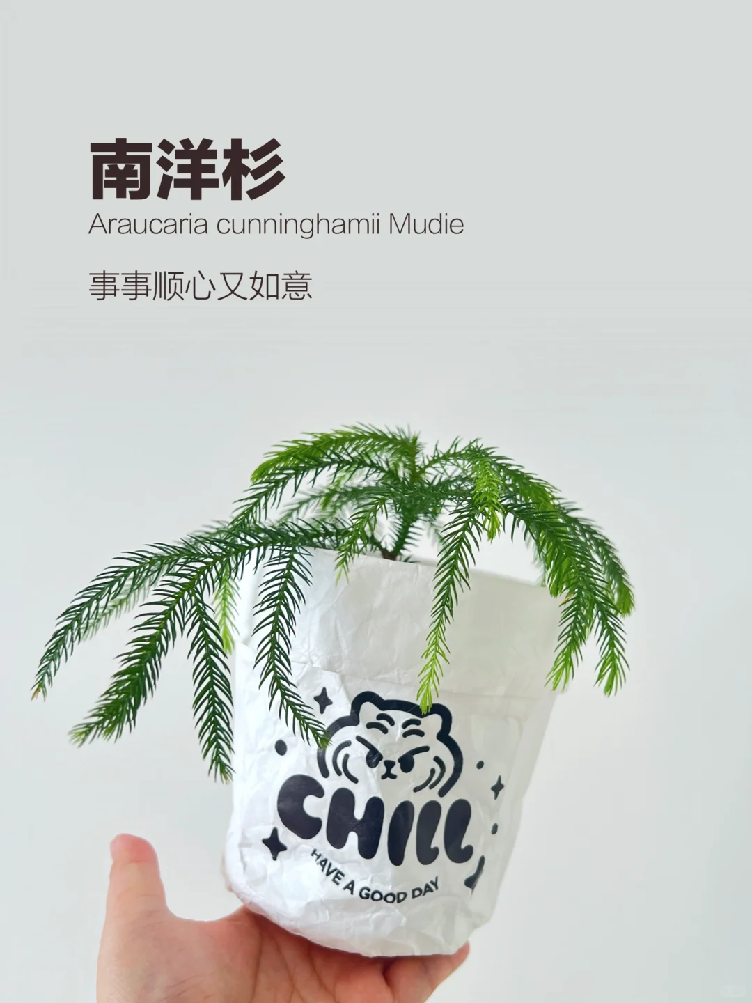 又到了全网被南洋杉刷屏的时候！