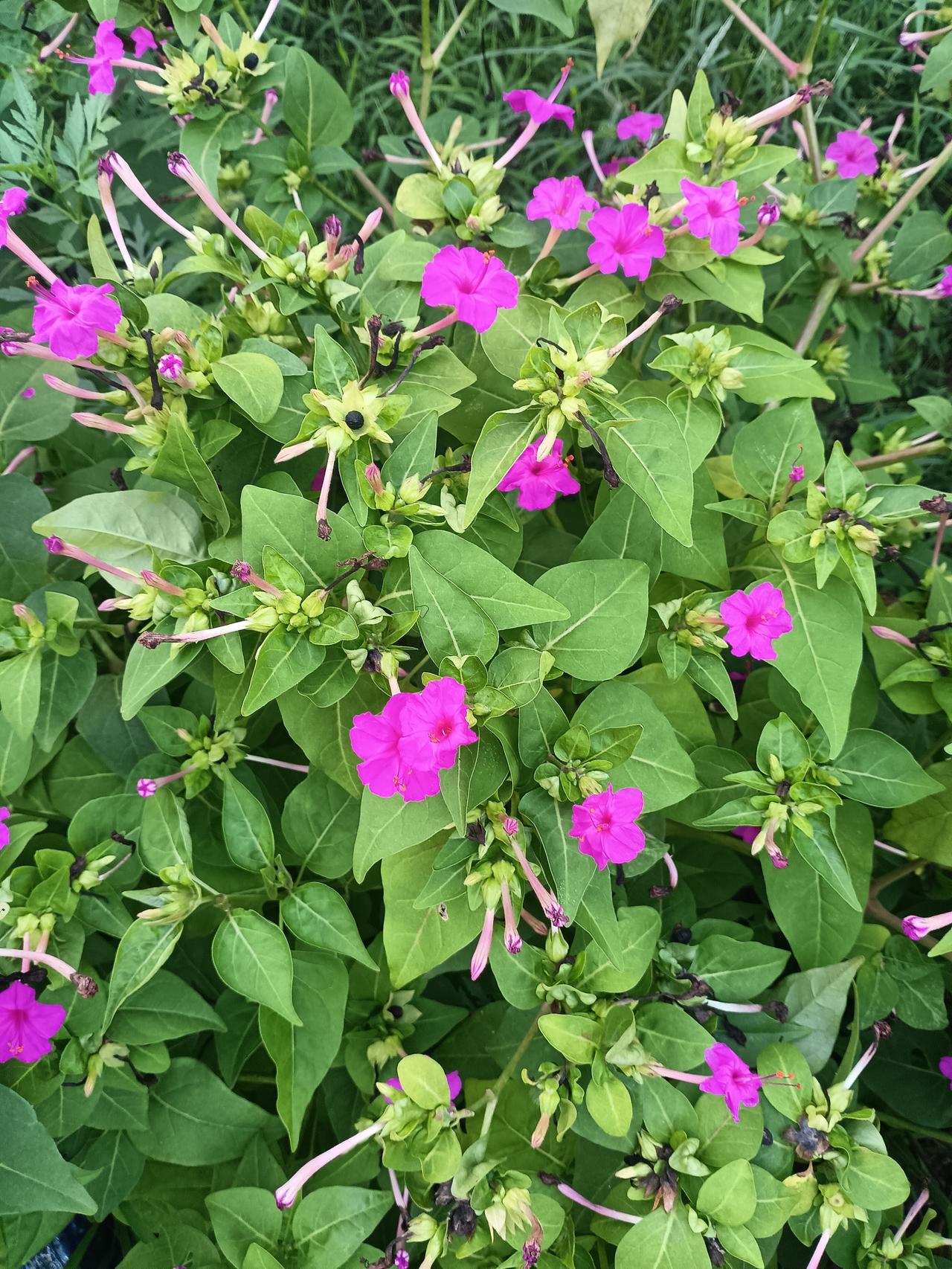 分享一张你拍的花，什么花都行艳紫紫茉莉热热闹闹开满丛间，绿叶团团簇拥，野花肆意烂