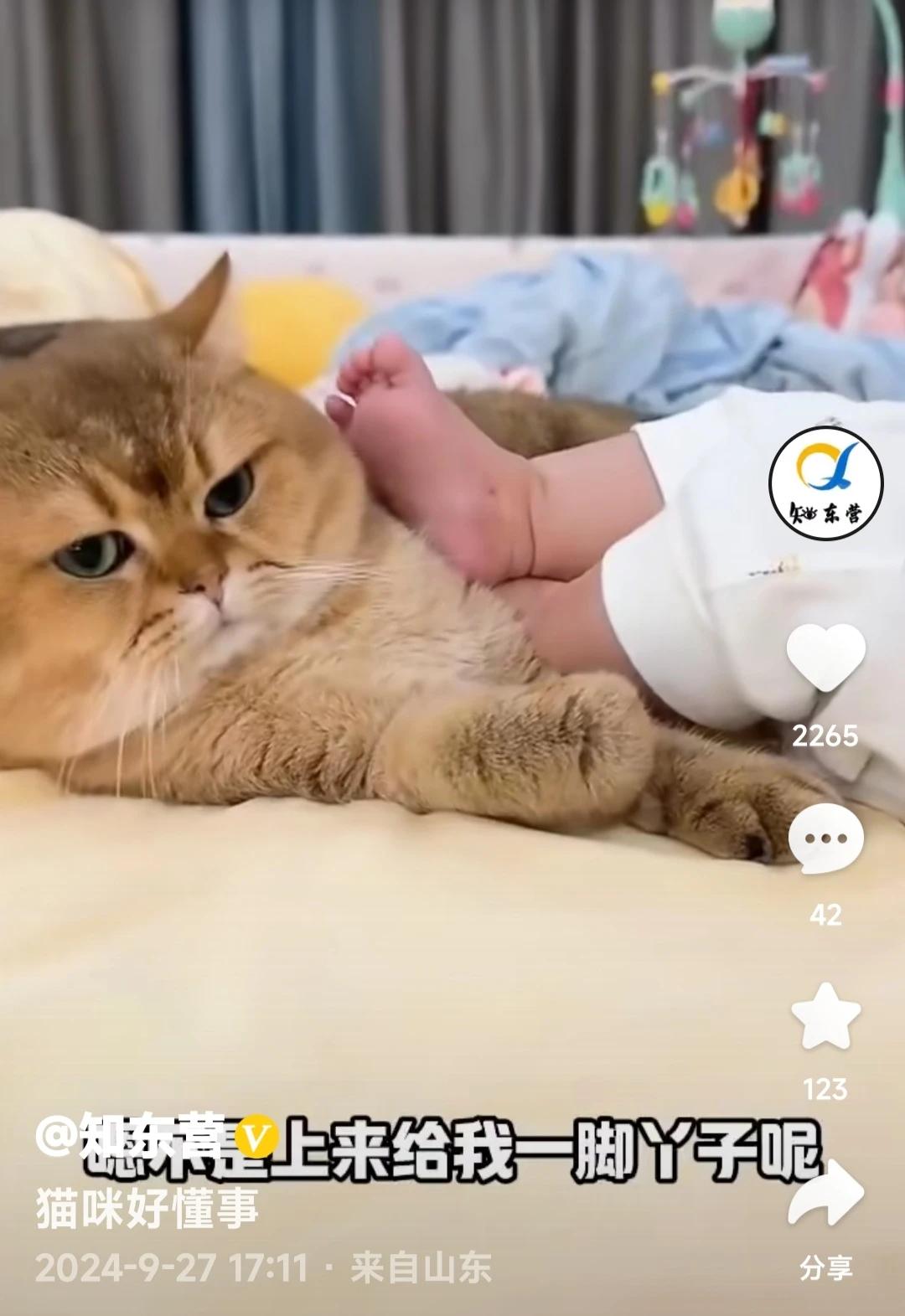 [捂脸][捂脸][捂脸]
家养宠物再厉害在小主人面前也变得没了脾气……
猫猫的一