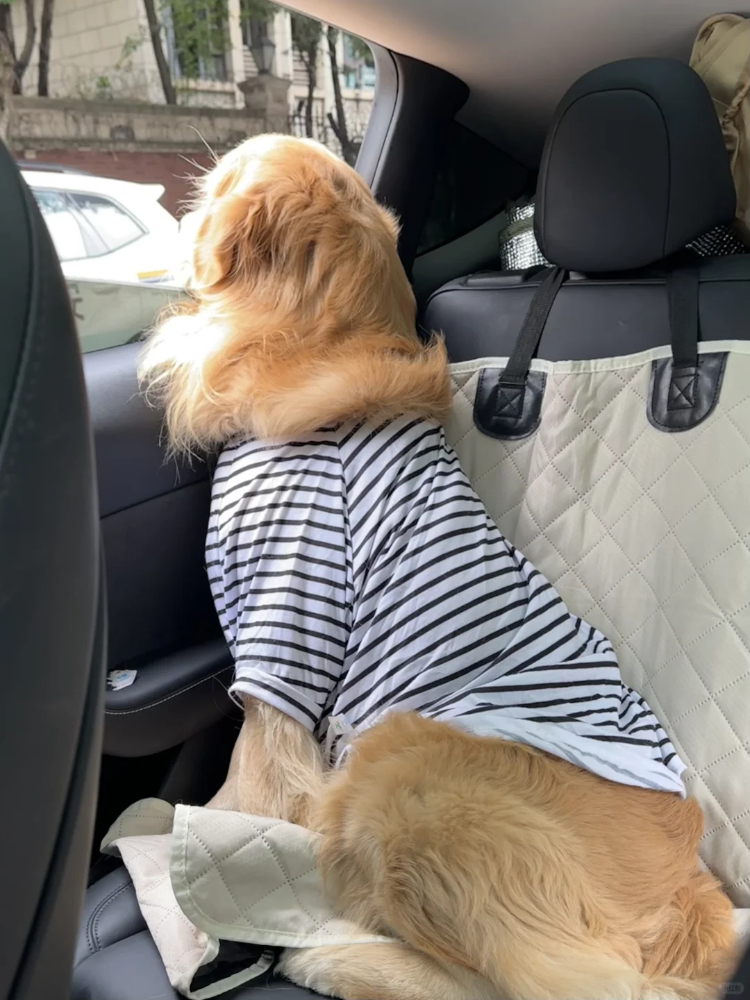 小狗用生命交换人类幸福的证据