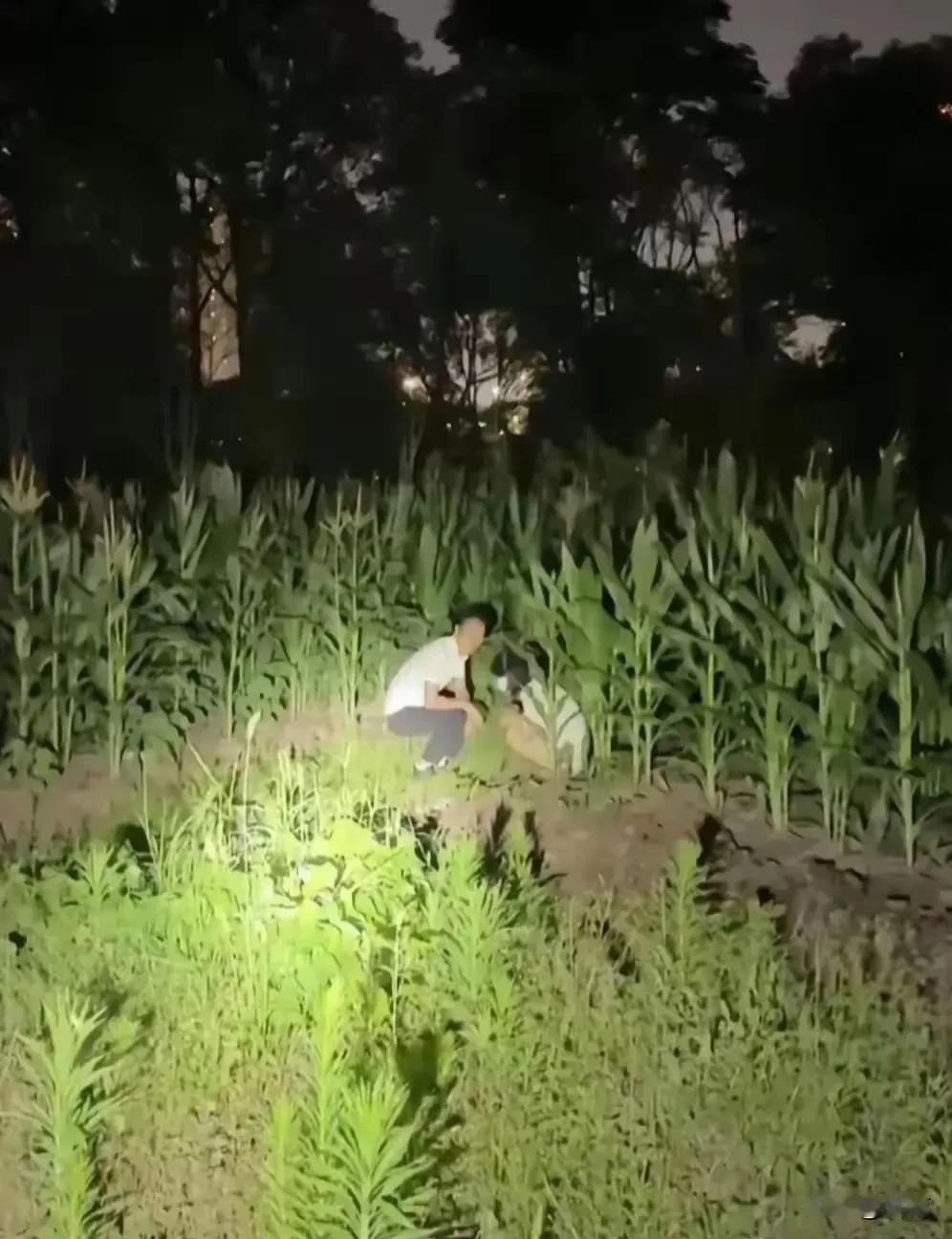 玉米地里的好人好事大半夜的，你咋还在玉米地里忙呀？咱们一块儿吧！你们在草地里干嘛