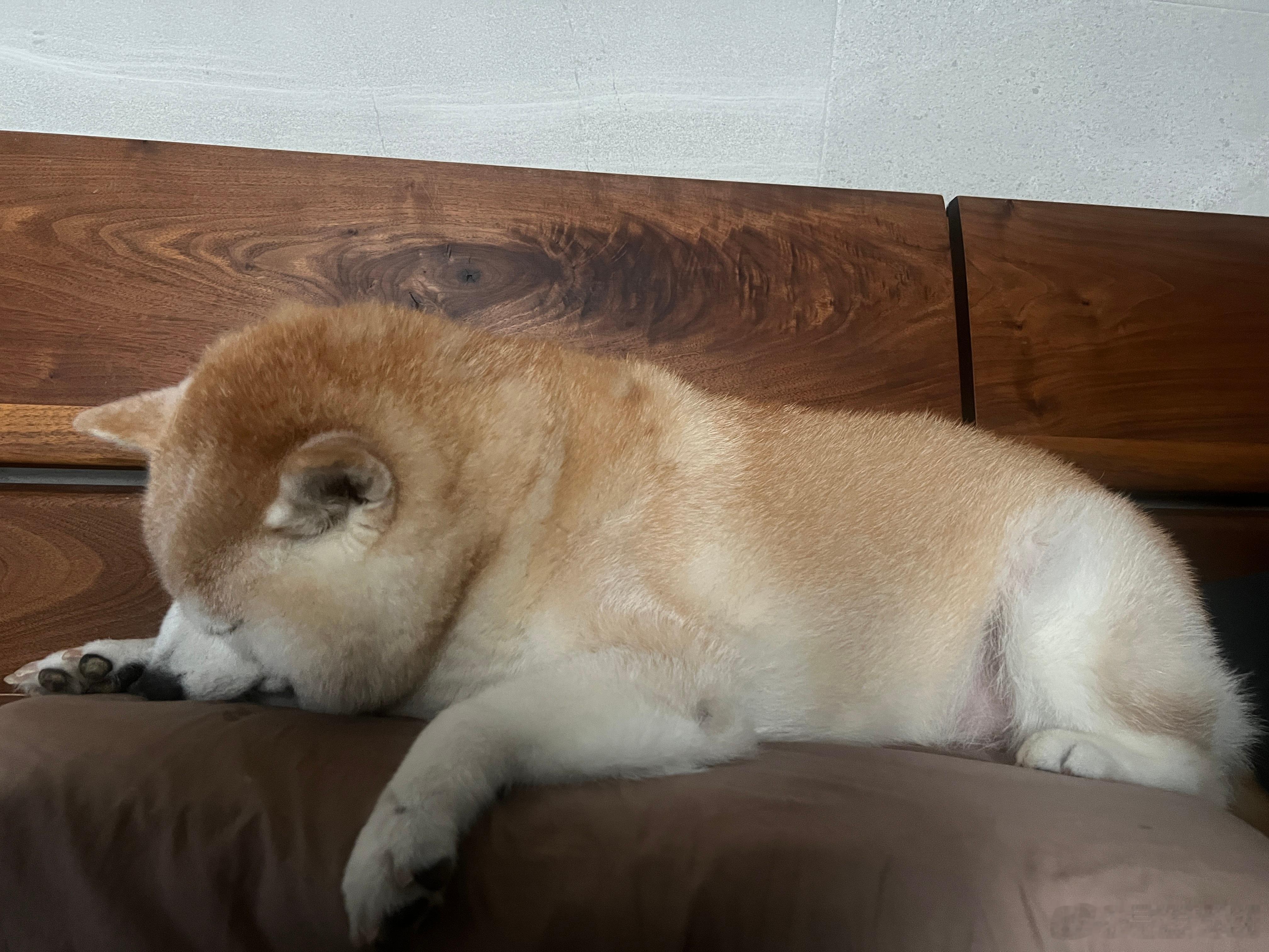 肥美～ 