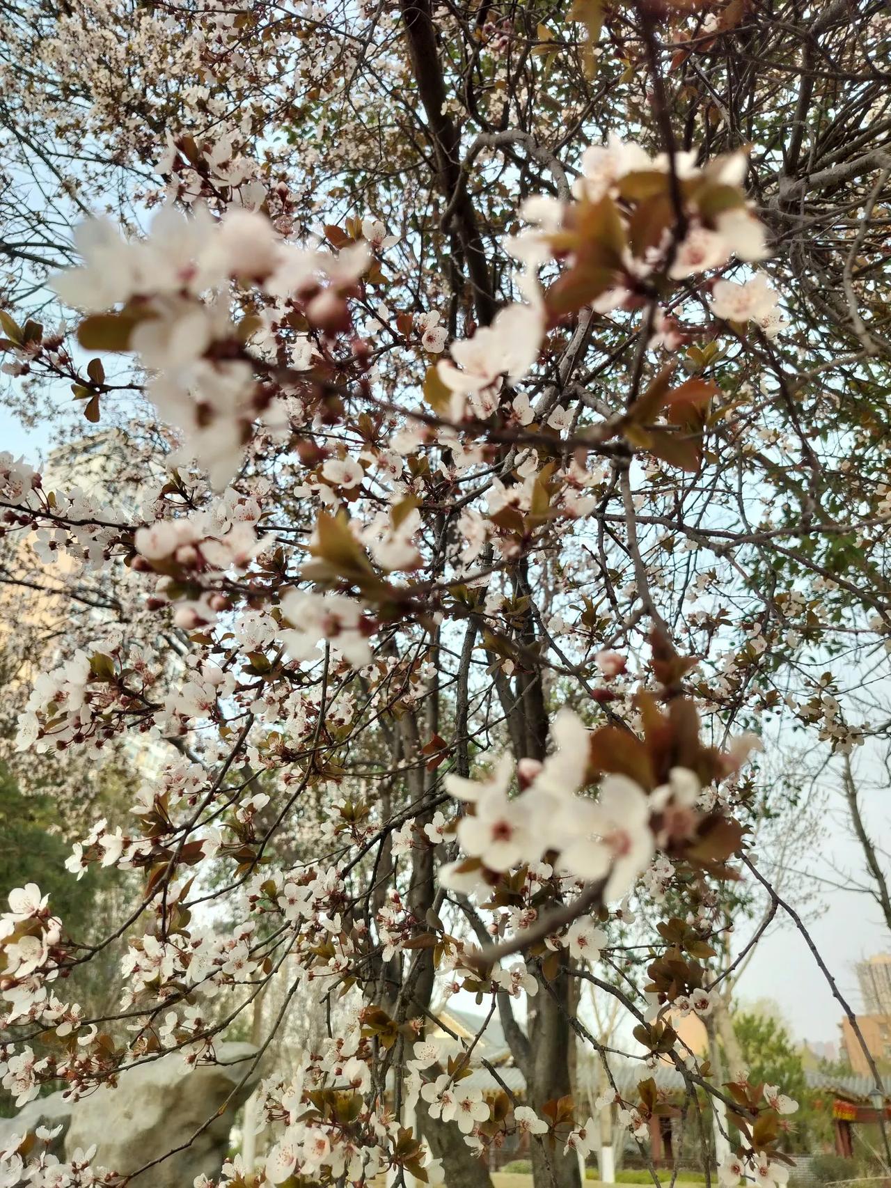 春日生活打卡季