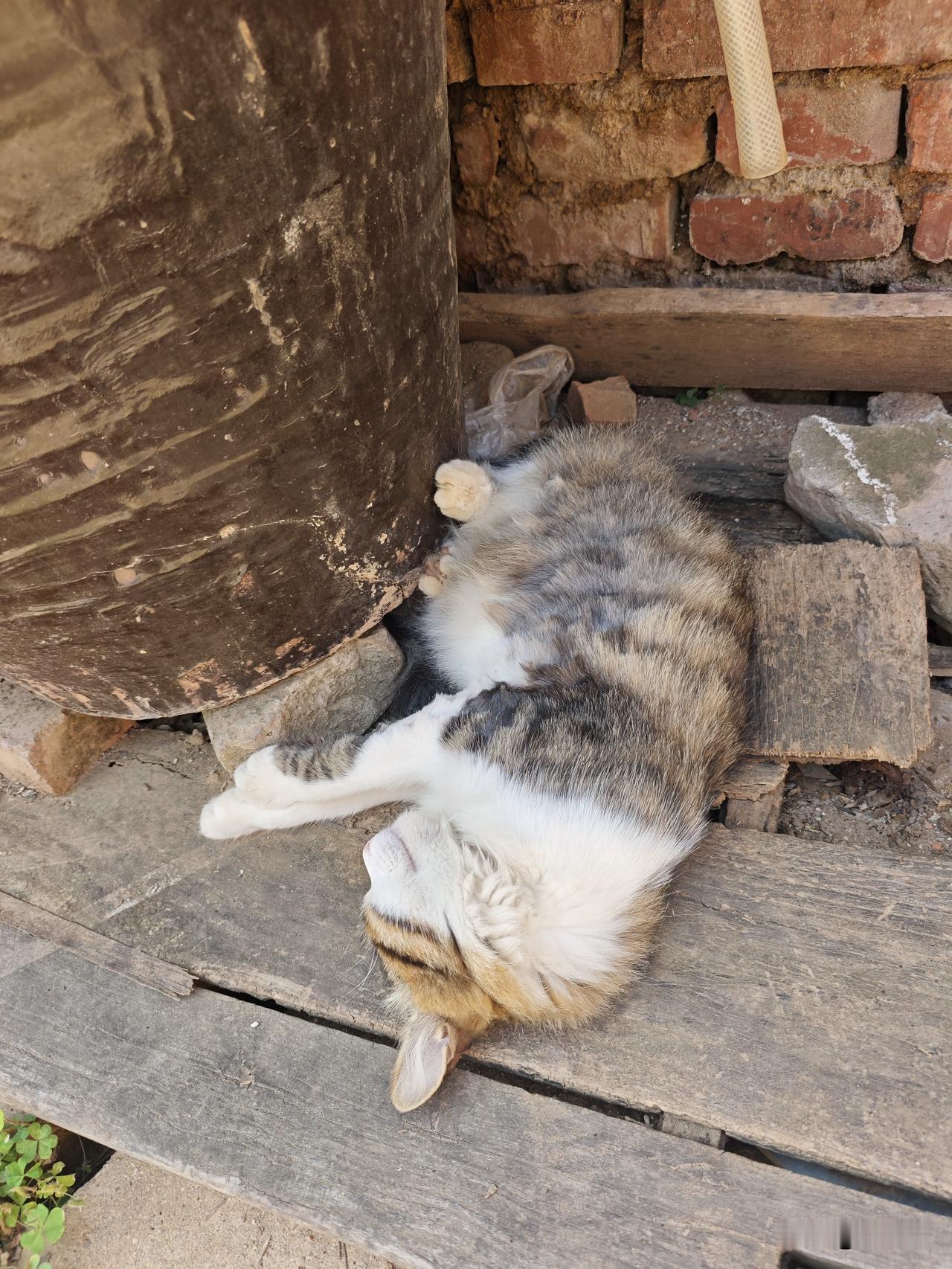 你家的猫咪都是怎么睡觉的呢?

我家猫睡觉真没一点优雅样子，一点不像精致小宠物。