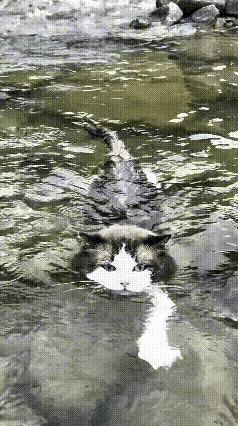 大多数猫见了水就躲，沾一点都浑身不自在，可这只小猫偏偏反着来。
 
跟着主人河边