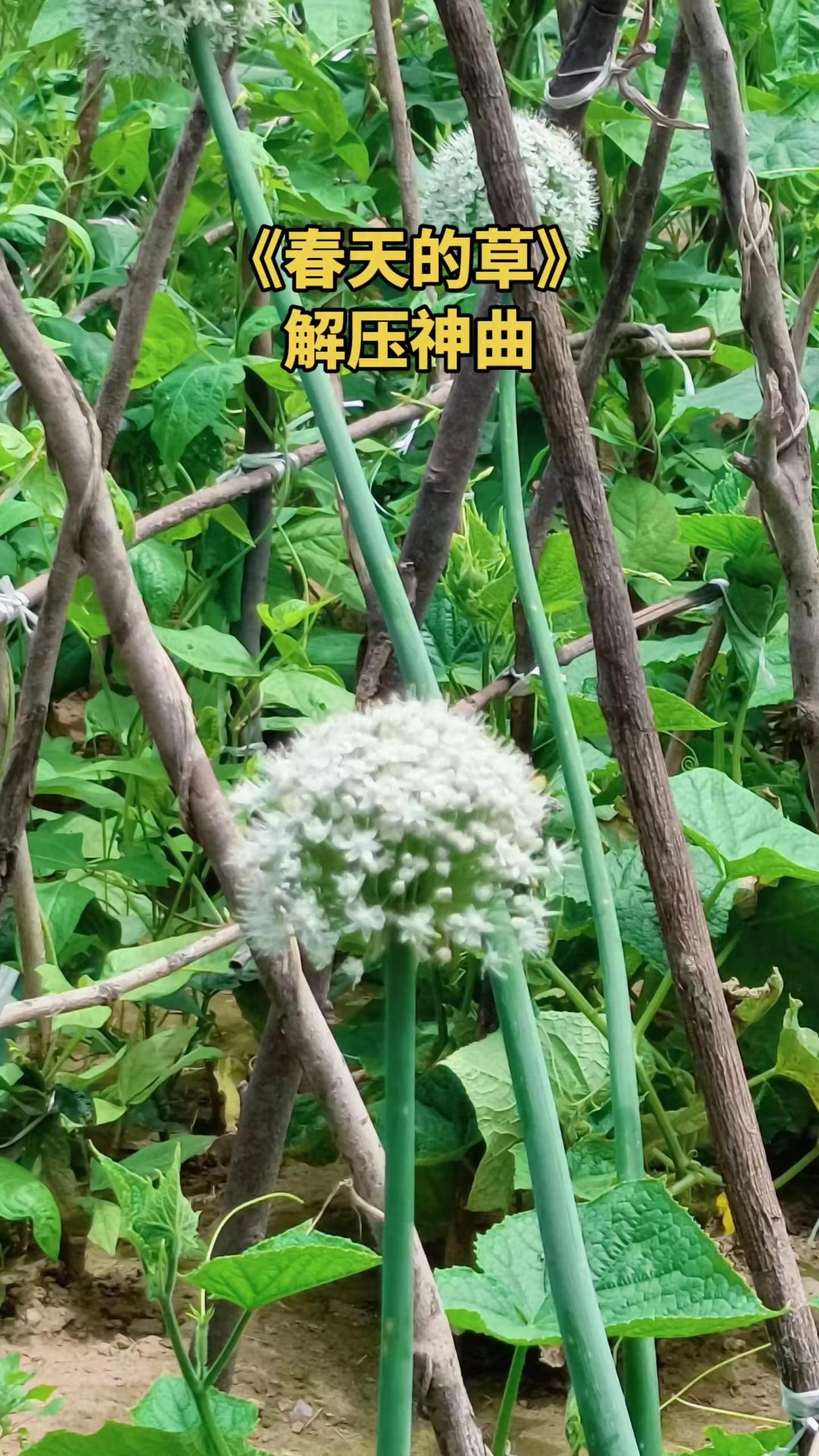 又出新歌了！随手一拍又火了！我也来蹭波热度，有花的跟上拍起来！玩法达人中心 合伙