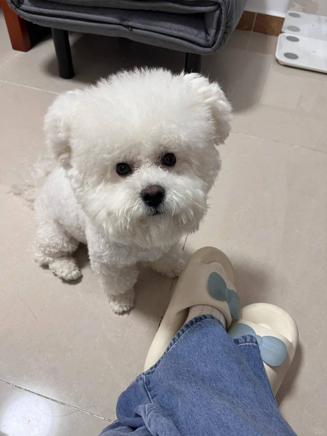 养一只满眼都只有你的小狗吧！
