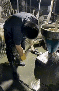 这鹅都这么大了还要喂？