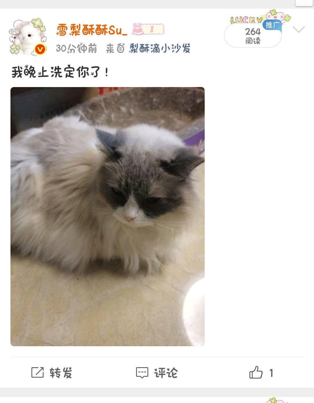 洗后感加吹后感:异常的乖，两个眼睛圆圆的鼻子红红的盯着特别萌