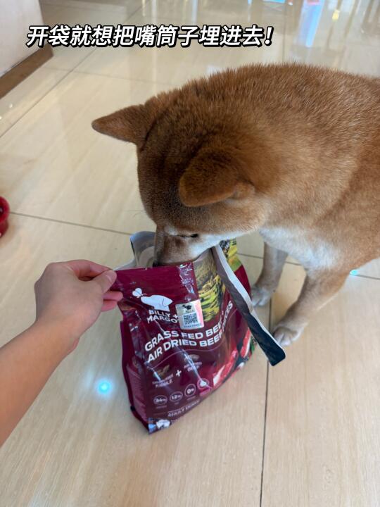 也太多牛肉干了吧！这吃的哪是狗粮啊
