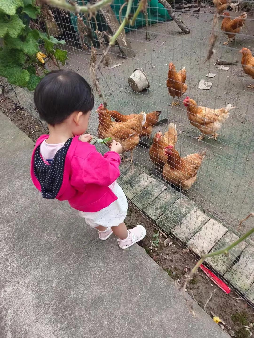小萌娃看到一群大母鸡开心极了，她妈妈拉都拉不走，拿着小草认真地喂着鸡，嘴里还念念