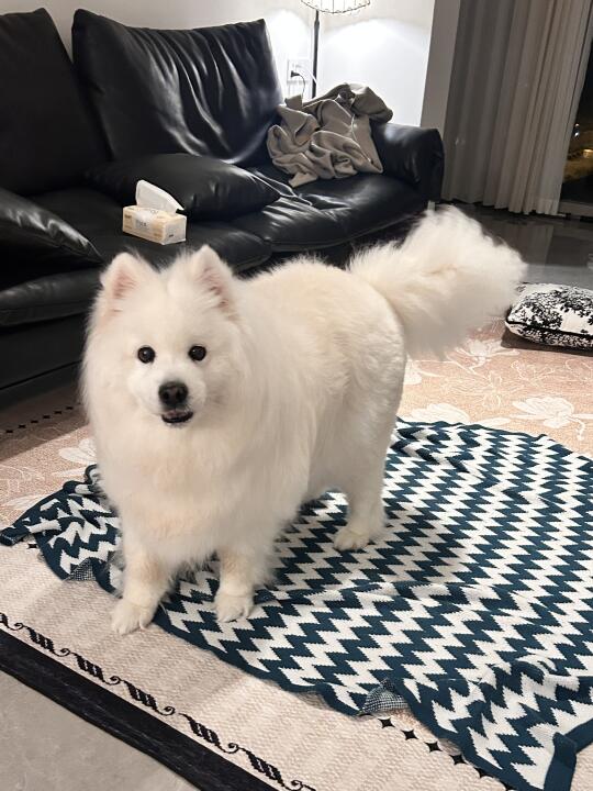 哎，不洗脚不能踩地毯