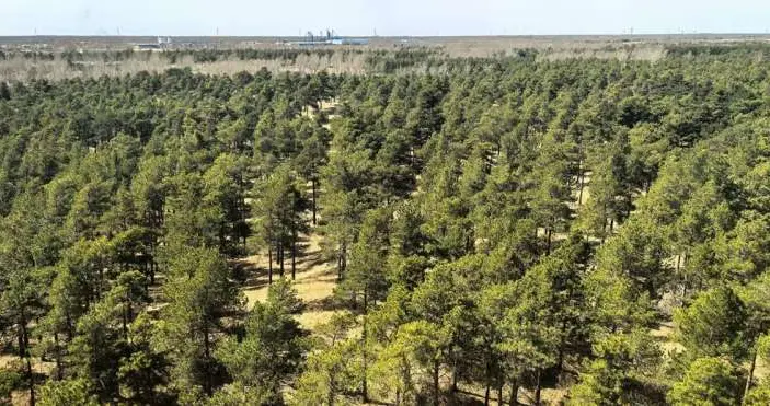 加州理工翁玉林团队证实，塔克拉玛干沙漠正向全球碳汇转型