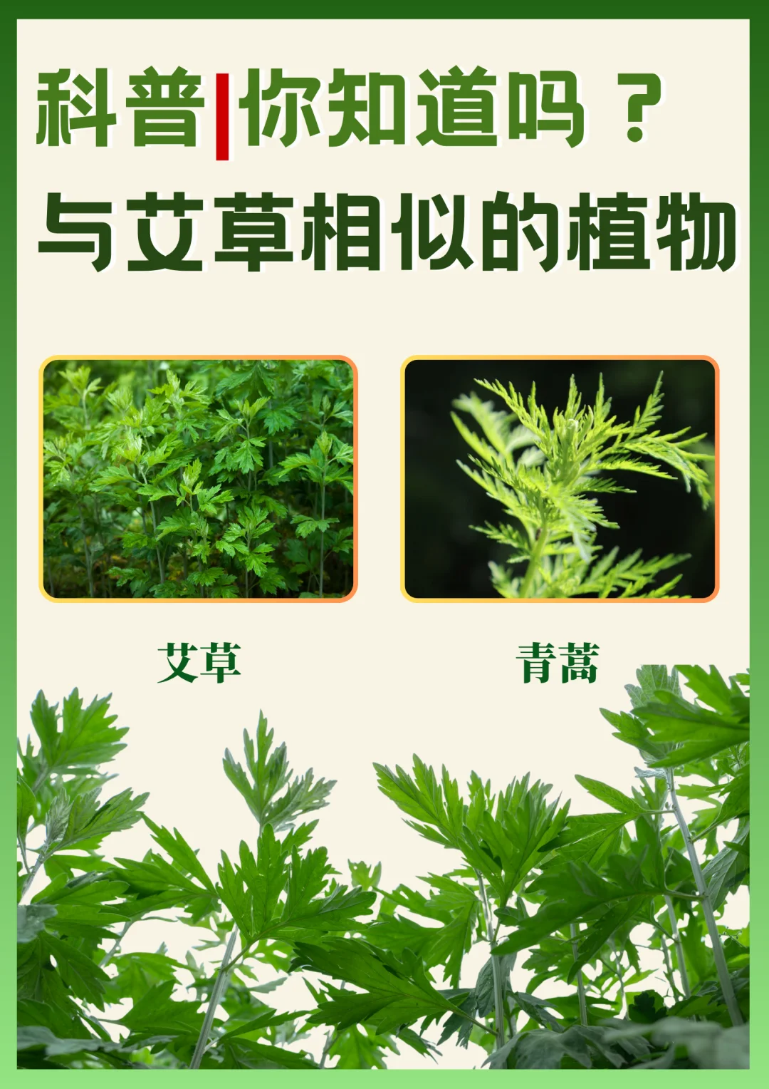 科普知识｜你知道吗？与艾草相似的植物