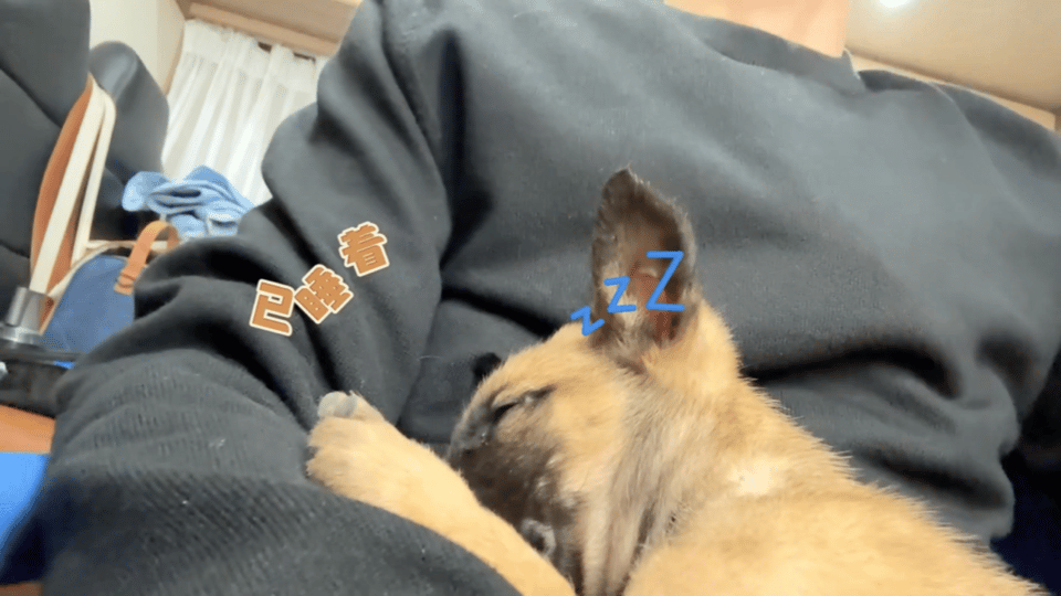 白宇帆内娱隐藏的训狗高手白宇帆片场变身狗界顶流！🐶 小狗狗秒变