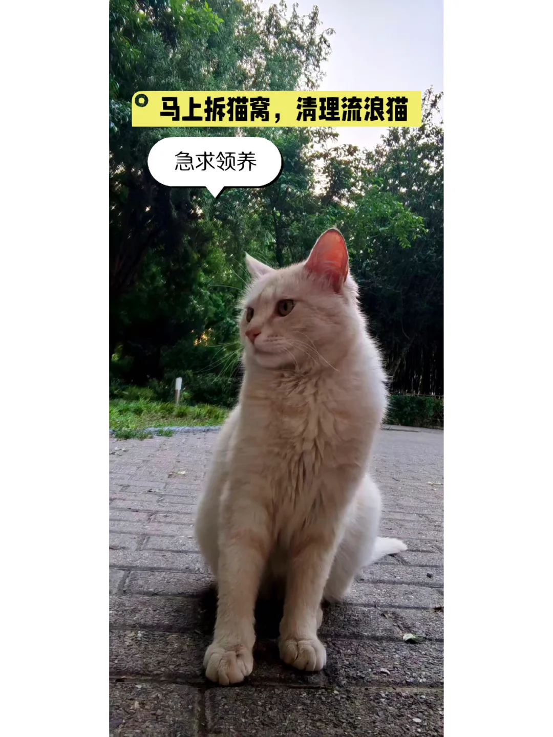 丰台区某小区，物业拆猫窝，准备清理流浪🐱 目前两只亲人的🐱，急需找...