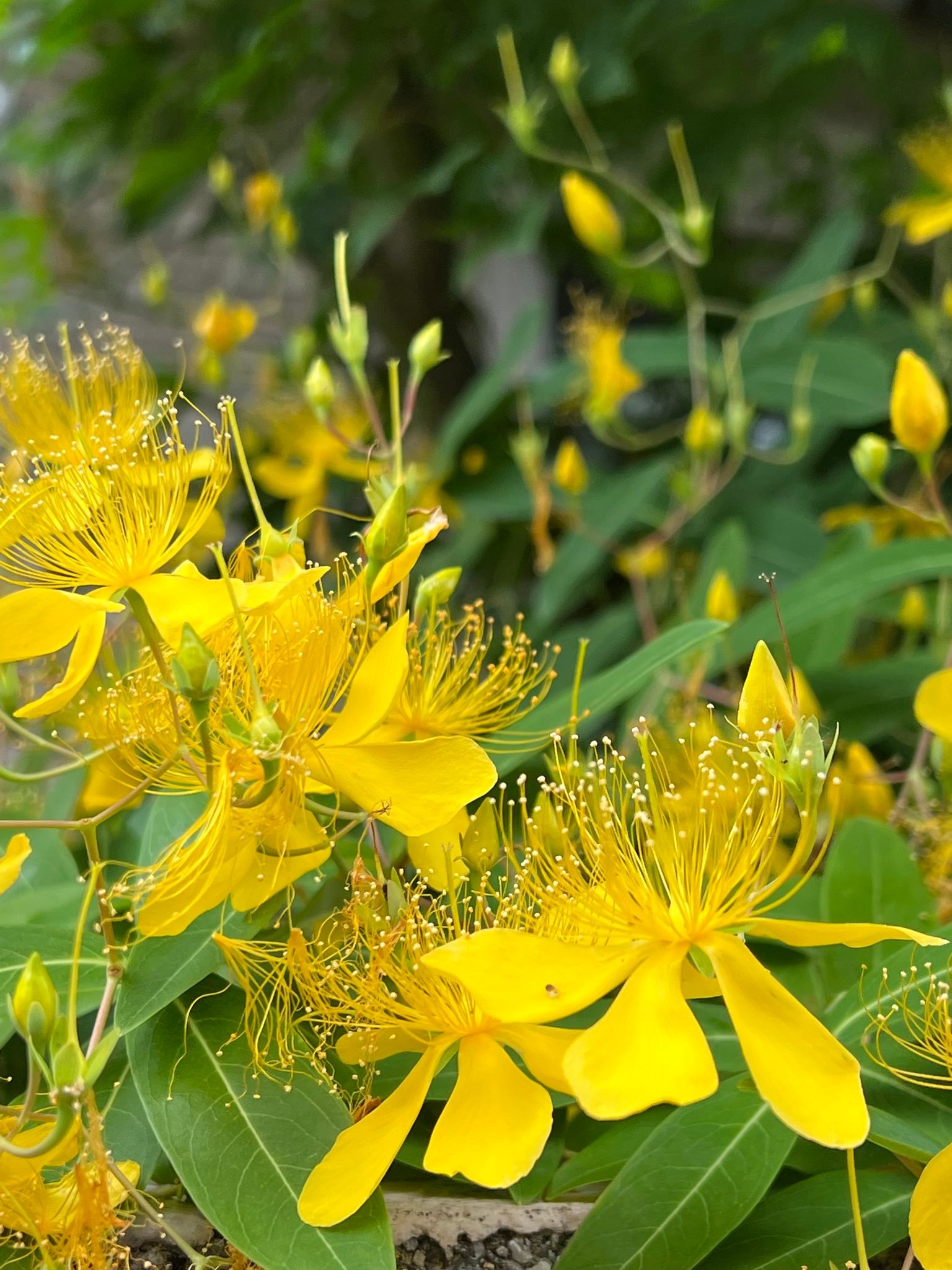 Hypericum monogynum，金丝桃，日本叫ビヨウヤナギ（未央柳）。金