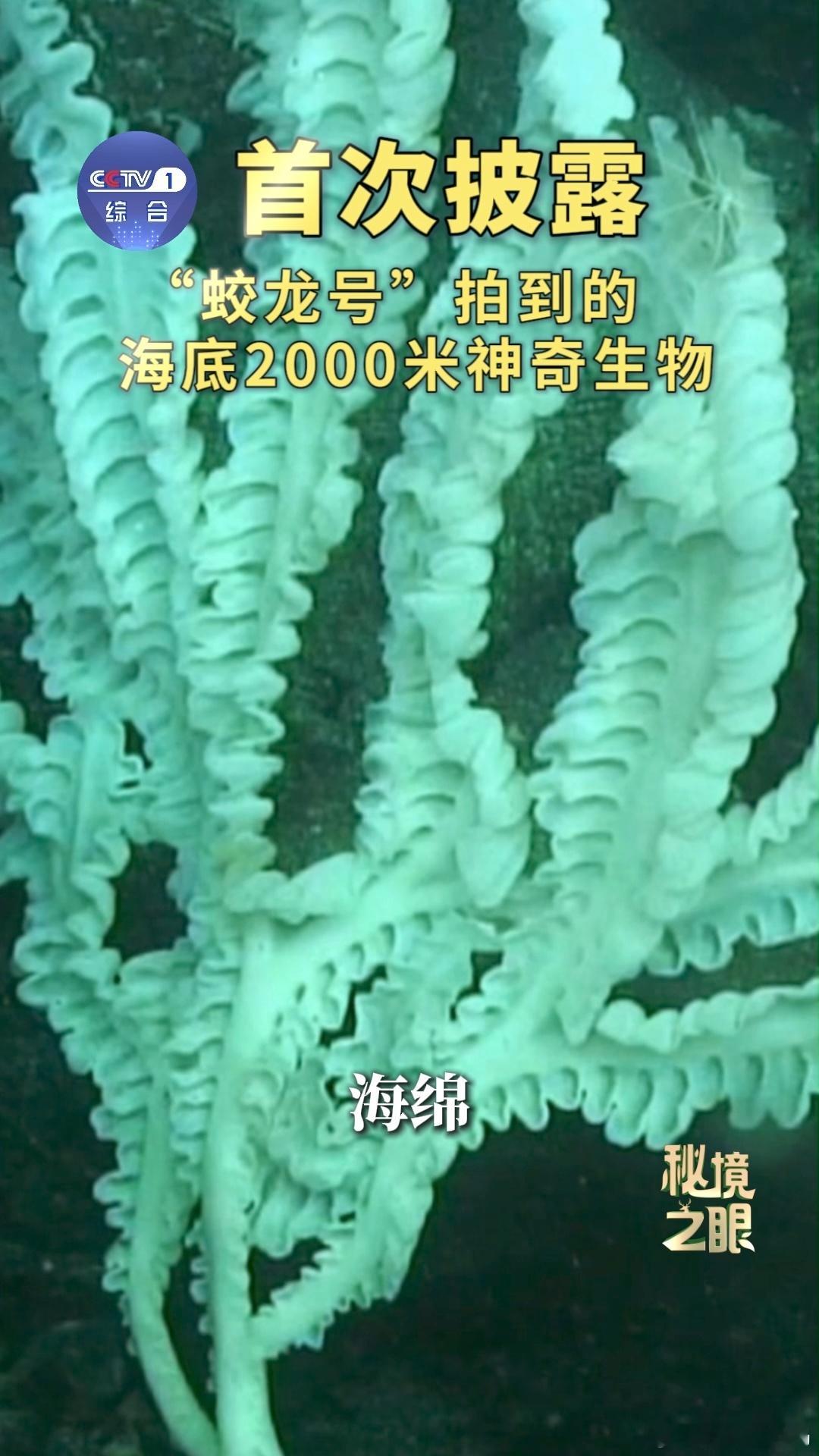 蛟龙号在海底2000米看到了啥 一直特别好奇，海平面下2000米到底是什么样子，
