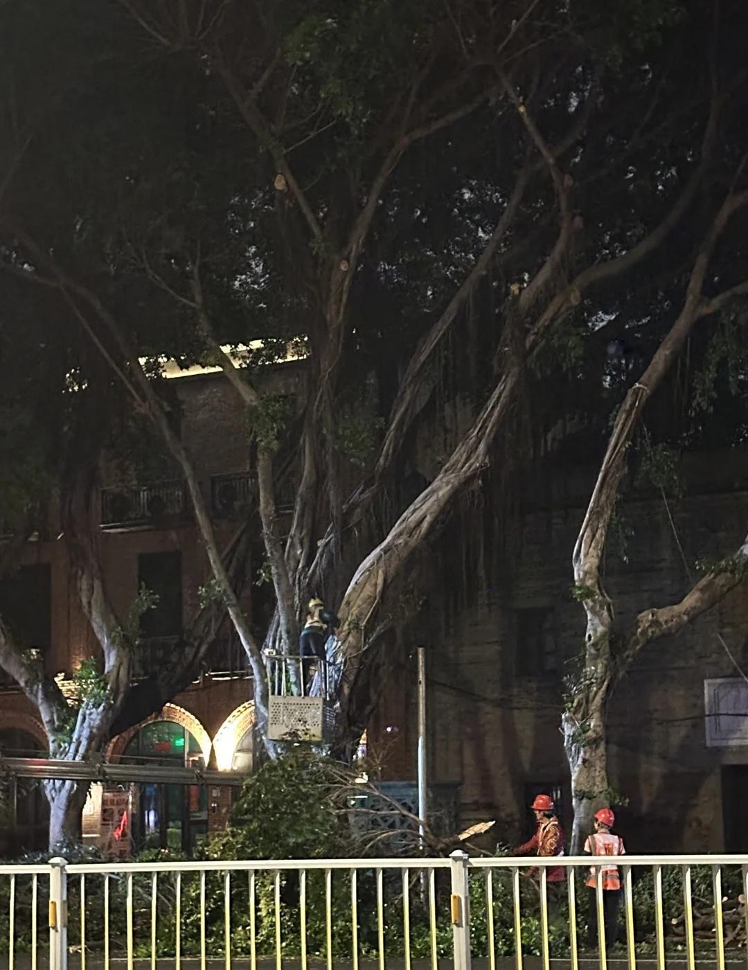 福州为什么一直在砍树啊？？？？
福州