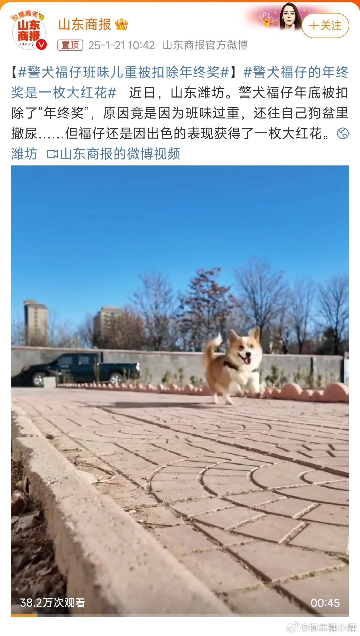 警犬福仔班味儿重被扣除年终奖 福仔好可爱[憧憬][憧憬] 