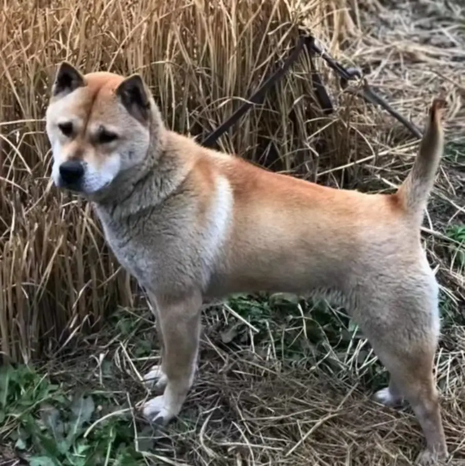中华田园犬
