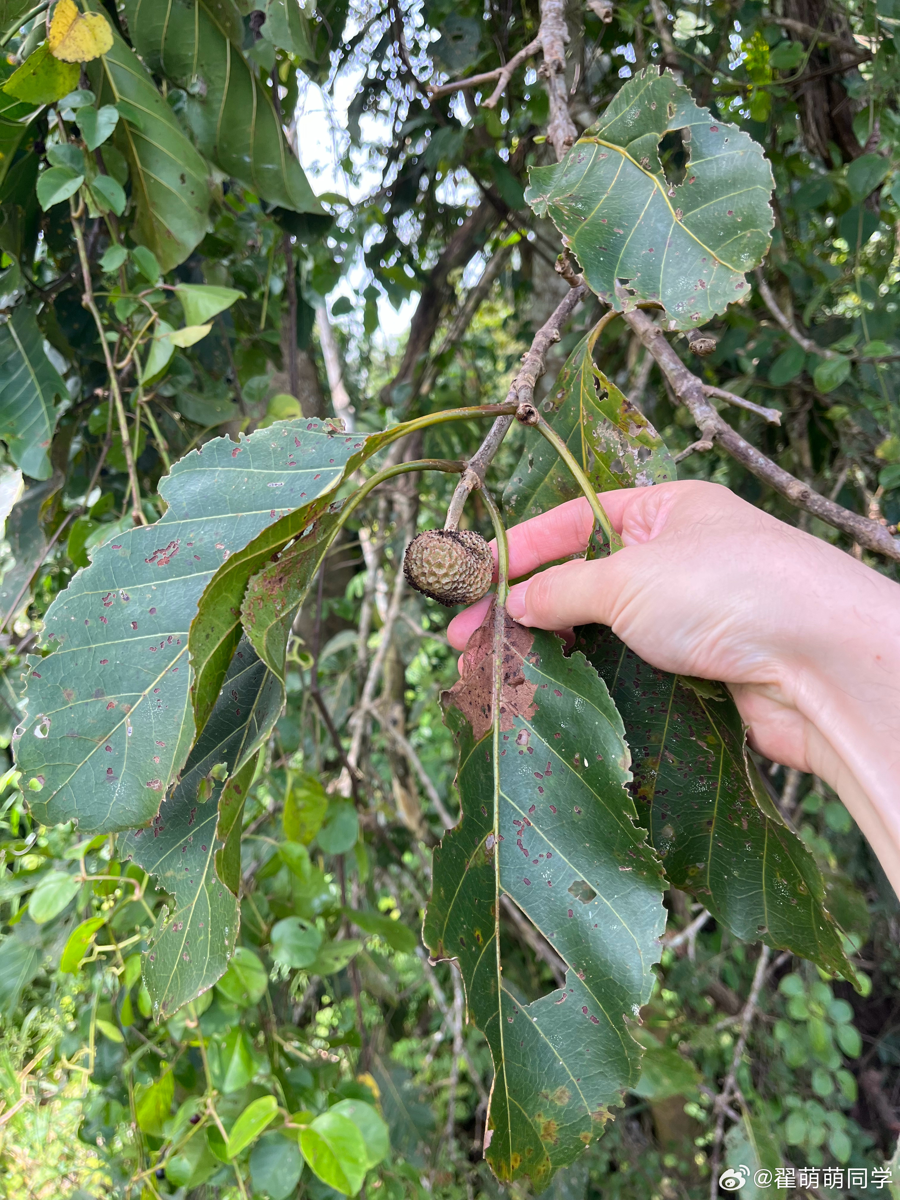 记录下，茜草科乌檀属 马来西亚·Sepilok Jungle Resort
