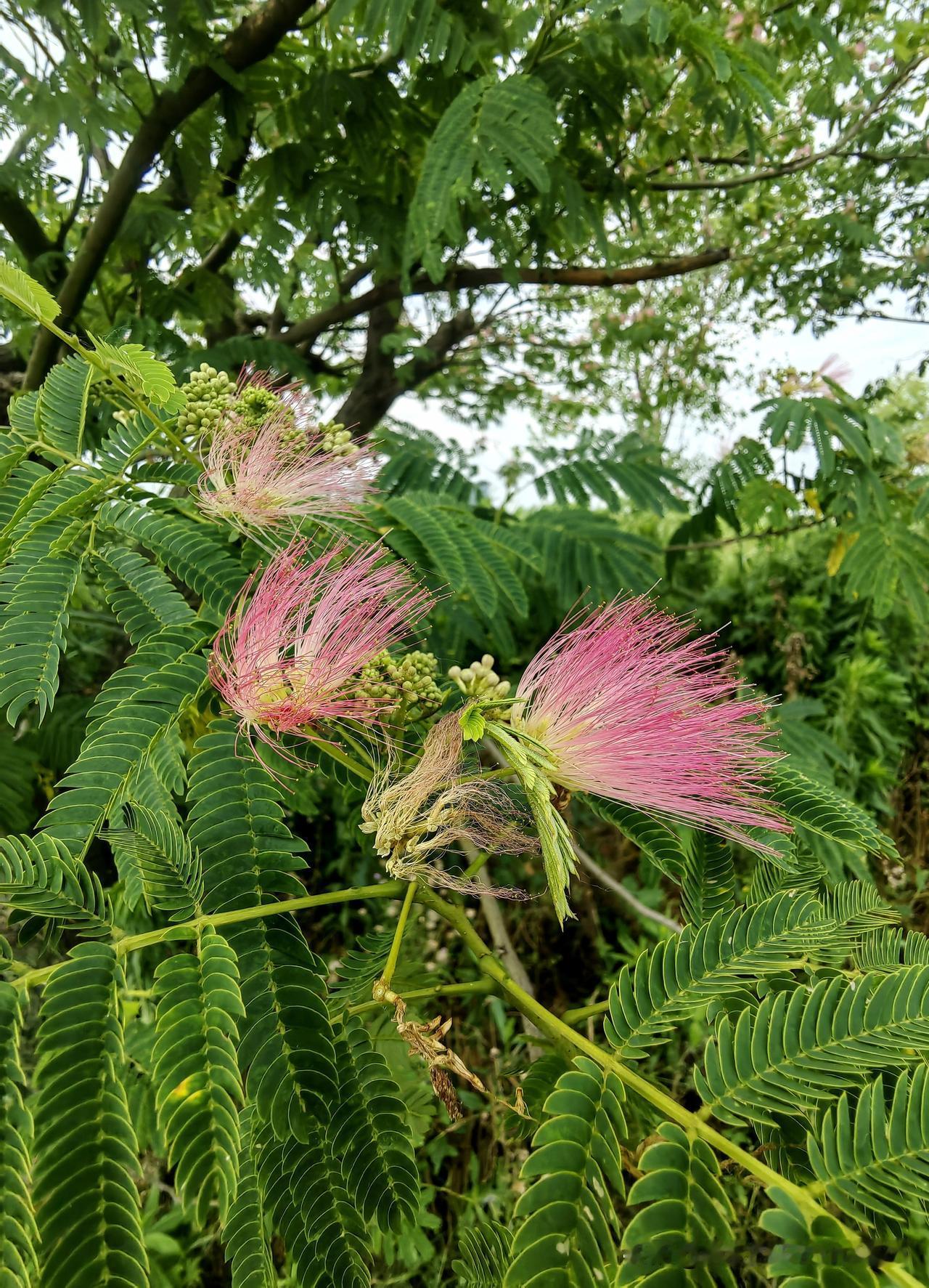 合欢花之美，着实令人惊艳！它的花瓣呈丝状，细长而柔软，恰似一把把粉色小扇。微风轻